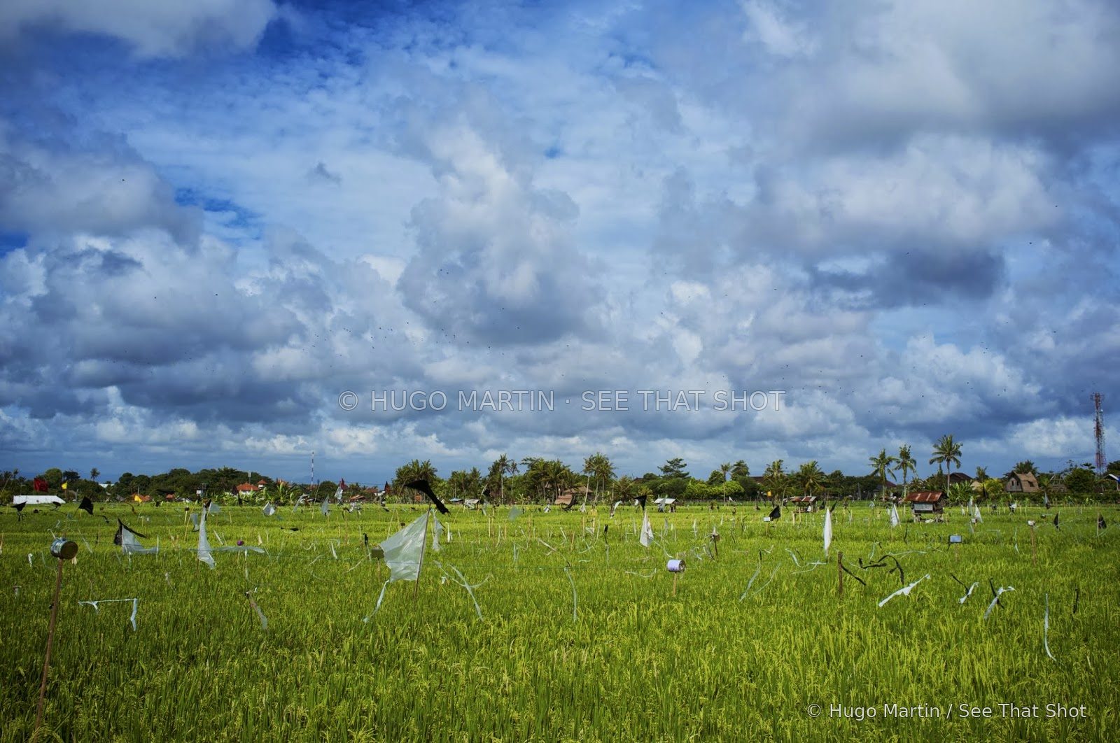 Balinese Christmas — image 1
